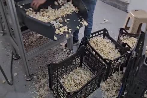 3000 Kg/Gün Sarımsak Zar Soyma Makinası