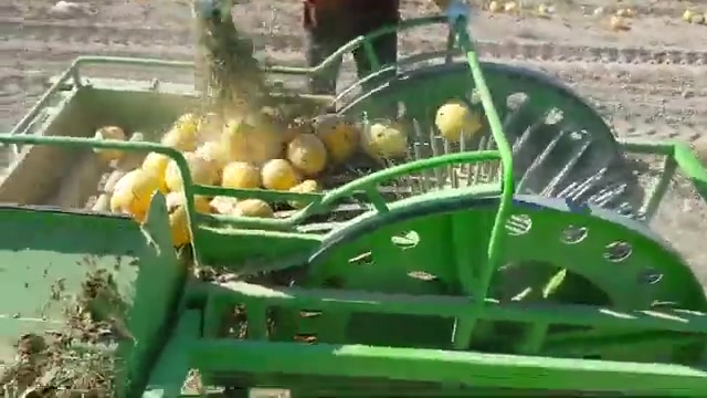 1 Hektar/Saat Otomatik Kabak Hasat Makinası